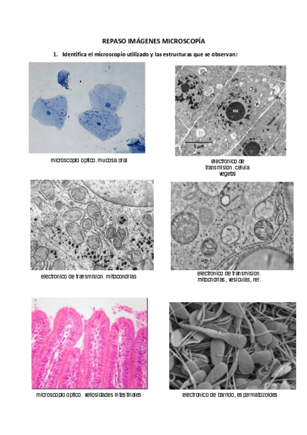 Miniatura del documento REPASO-IMAGENES.pdf