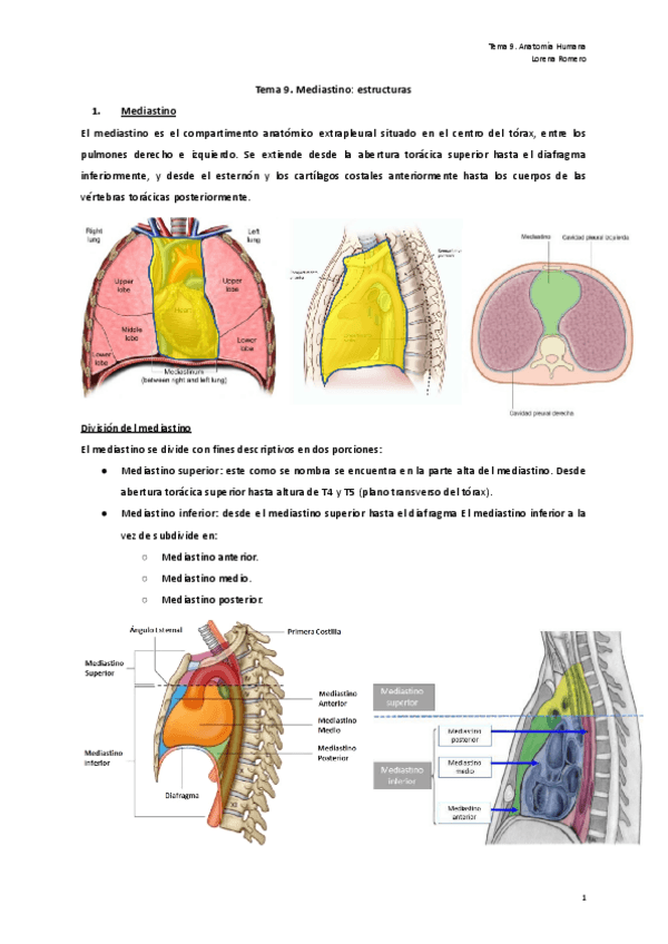 Miniatura del documento Tema-9.-Mediastino-estructuras.pdf