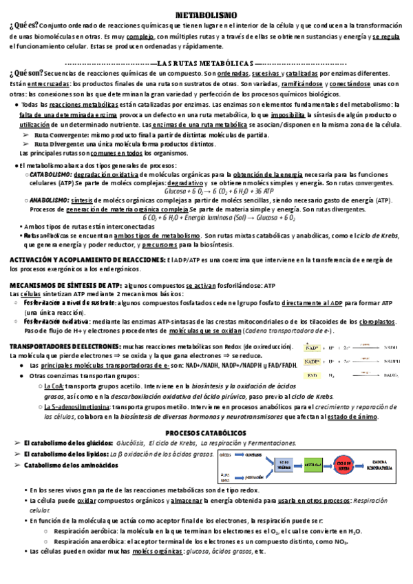 Miniatura del documento METABOLISMO-1.pdf
