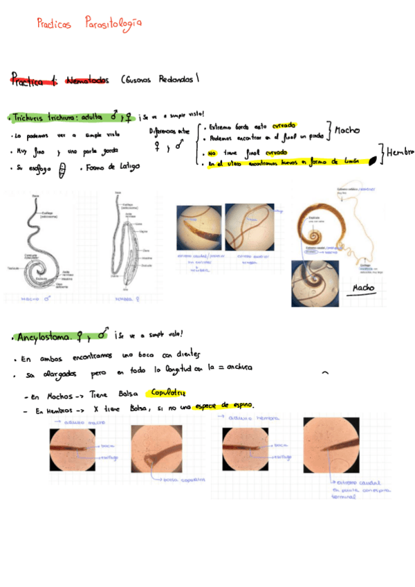 Miniatura del documento Practicas-Parasitologia.pdf