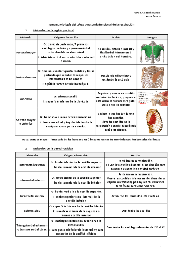 Miniatura del documento Tema-8.-Miologia-del-torax.-Anatomia-funcional-de-la-respiracion.pdf