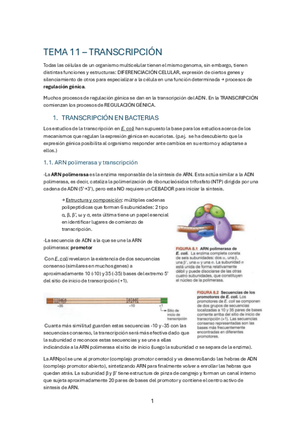 Miniatura del documento TEMA-11-TRANSCRIPCION.pdf