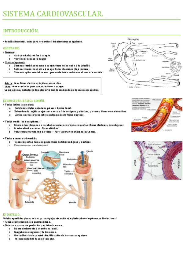 Miniatura del documento Fisiología - sistema cardiovascular.pdf