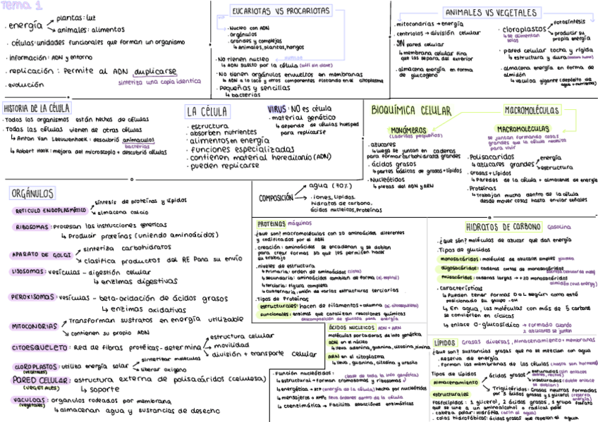 Miniatura del documento resumen-tema-1-conceptos-basicos-biologia.pdf
