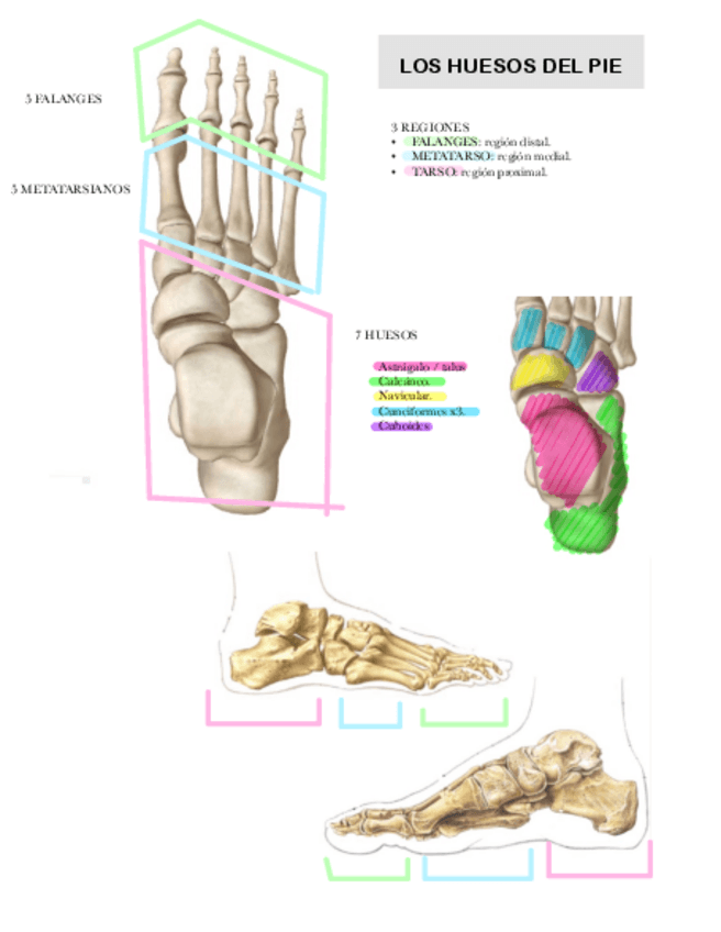 Miniatura del documento Huesos-del-pie.pdf