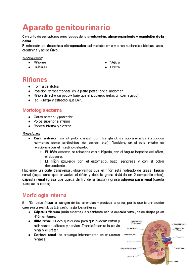 Miniatura del documento Aparato-genitourinario--preguntas.pdf