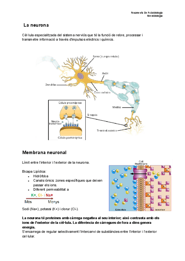 Miniatura del documento Fonaments-de-Psicobiologia-Neurobiologia-tema-2.pdf