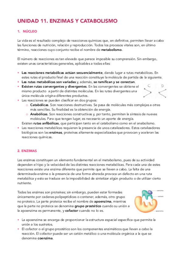 Miniatura del documento Tema-11.-Enzimas-y-catabolismo.pdf