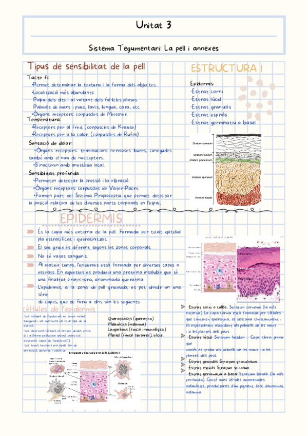 Miniatura del documento TBI-Epidermis-Dermis-i-Hipodermis.pdf