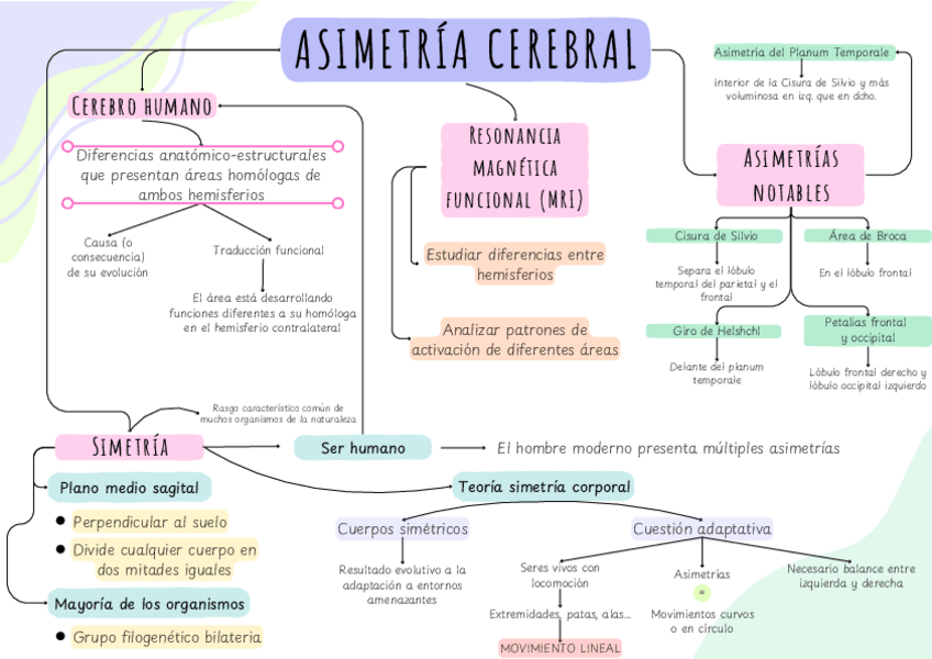 Miniatura del documento ASIMETRIA-CEREBRAL.pdf