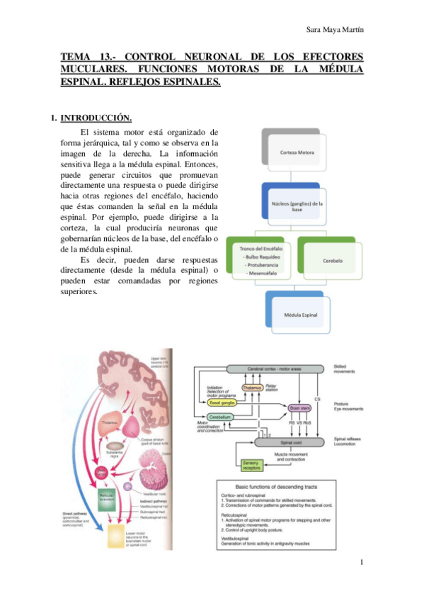 Miniatura del documento TEMA 13.- CONTROL NEURONAL DE LOS EFECTORES MUCULARES. FUNCIONES MOTORAS DE LA MÉDULA ESPINAL. REFLEJOS ESPINALES..pdf