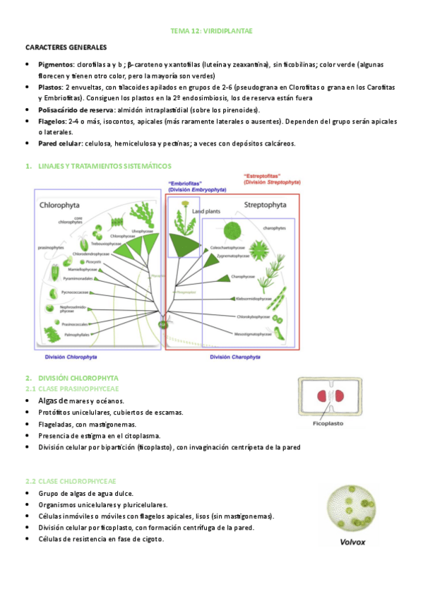 Miniatura del documento TEMA-12.-BOTANICA.pdf