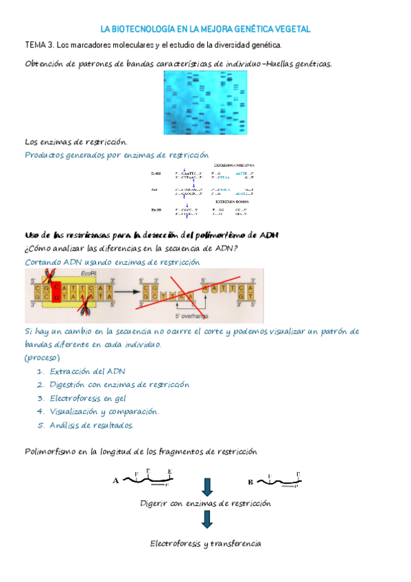 Miniatura del documento TEMA-3-EXAMEN-1.pdf