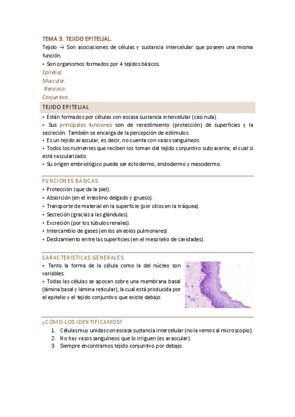 Miniatura del documento Tema-3.-Epitelios.pdf