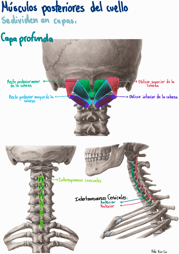 Miniatura del documento Musculatura-de-la-Nuca.pdf
