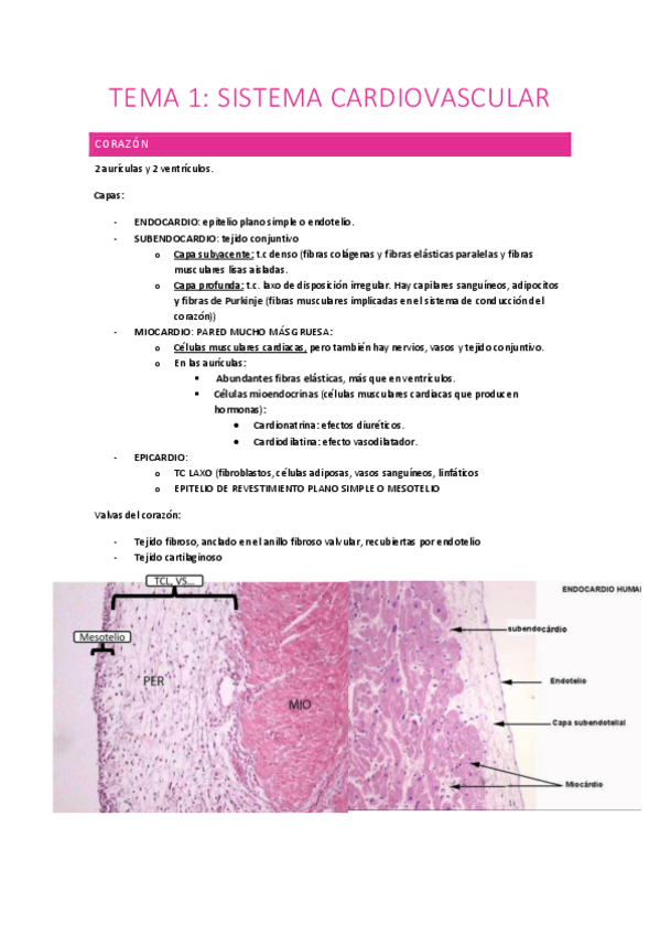 Miniatura del documento HISTOLOGIA-SISTEMA-CARDIOVASCULAR.pdf