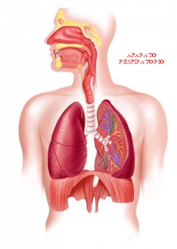 Miniatura del documento 1.-Histologia-y-Citologia-Aparato-Respiratorio.pdf