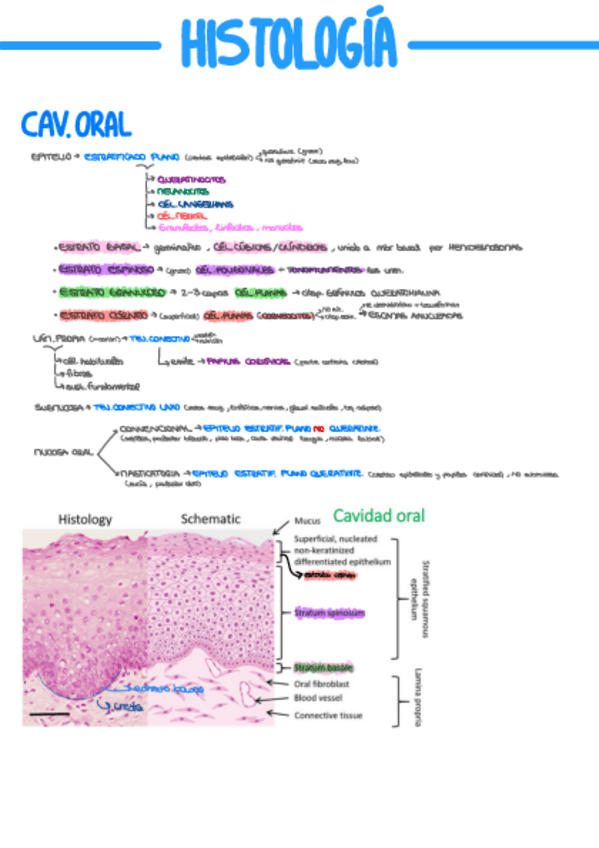 Miniatura del documento HISTOLOGÍA Y CITOLOGÍA APARATO DIGESTIVO.pdf