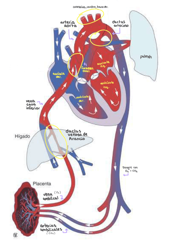 Miniatura del documento Esquema-circulacion-fetal.jpg