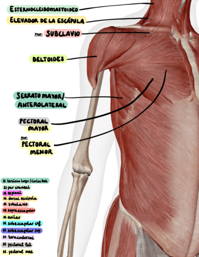 Miniatura del documento INERVACION-MS-CON-FOTOS.pdf