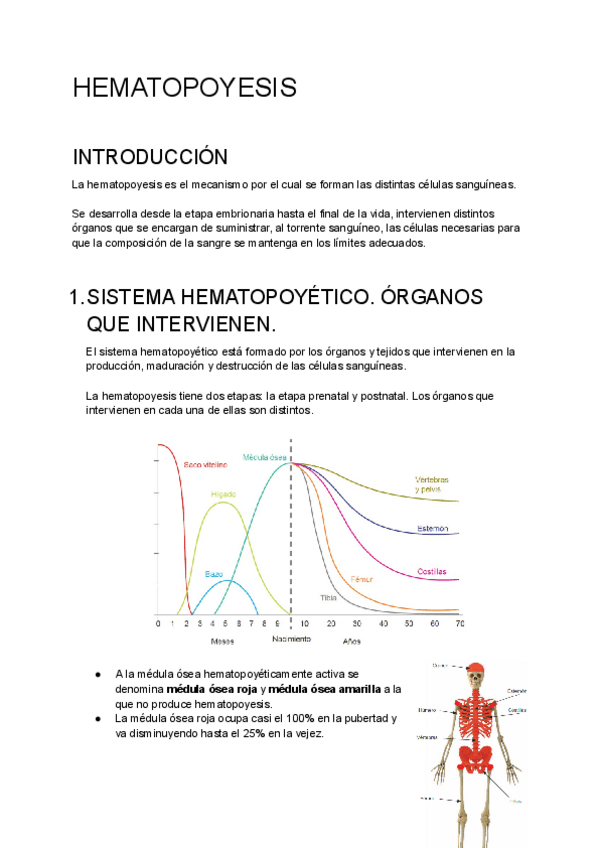 Miniatura del documento HEMATOPOYESIS.pdf