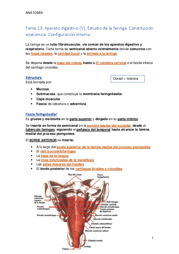 Miniatura del documento Tema 13. Aparato digestivo V. Estudio de la faringe.pdf