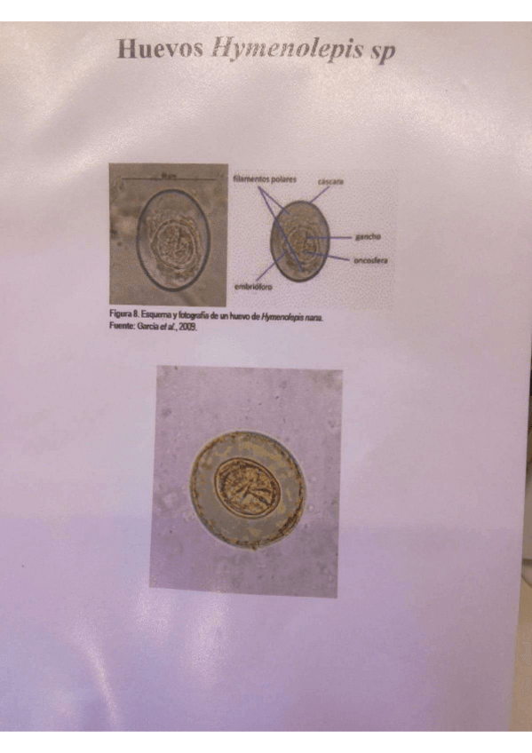 Miniatura del documento IMAGENES-CESTODOS-TREMATODOS.pdf