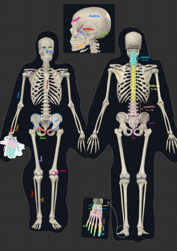 Miniatura del documento Huesos.pdf