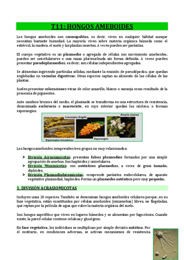 Miniatura del documento T11-HONGOS-AMEBOIDES.pdf