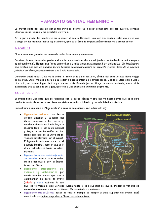 Miniatura del documento ANATOMIA-GENITOURINARIO-1B-parte2.pdf