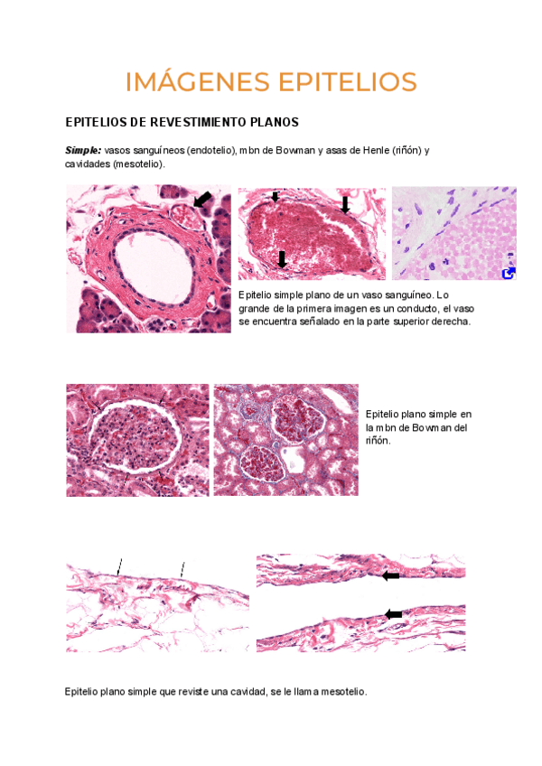 Miniatura del documento Imagenes-epitelios.pdf