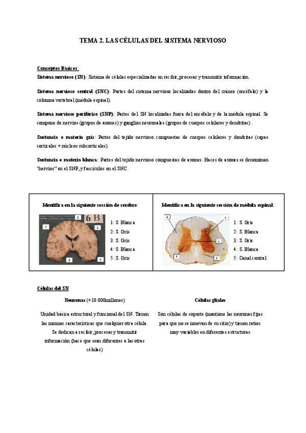 Miniatura del documento TEMA-2.-LAS-CELULAS-DEL-SISTEMA-NERVIOSO.pdf