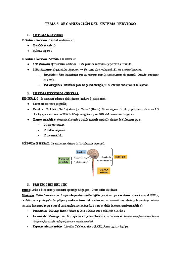 Miniatura del documento TEMA-3.-ORGANIZACION-DEL-SISTEMA-NERVIOSO.pdf