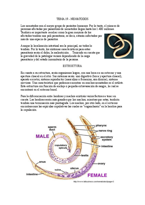Miniatura del documento Tema-19.-Nematodos.pdf
