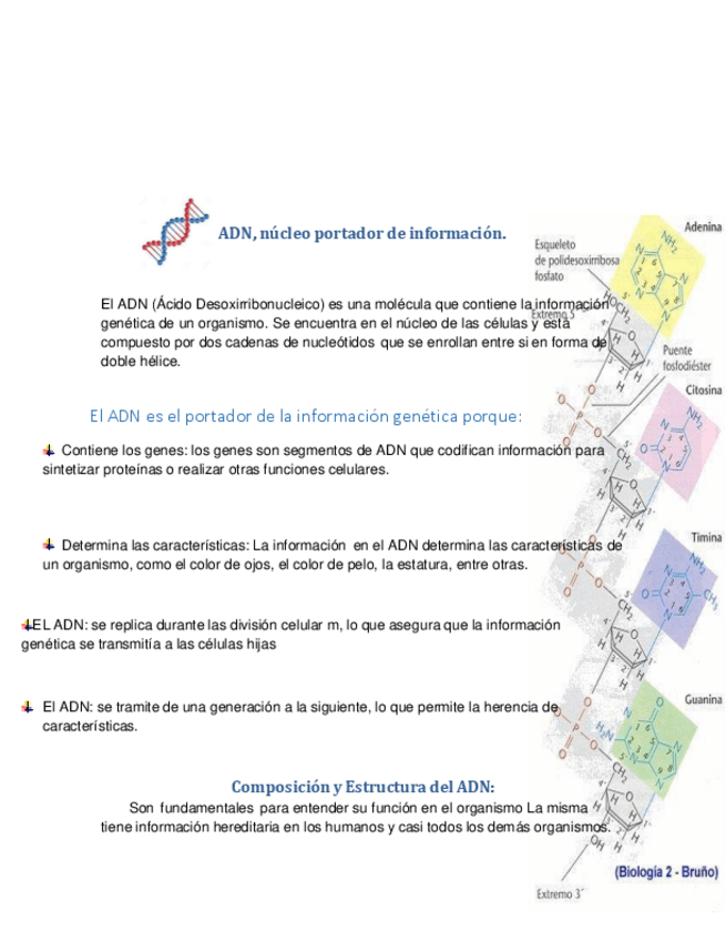 Miniatura del documento Biologia-ADN.pdf