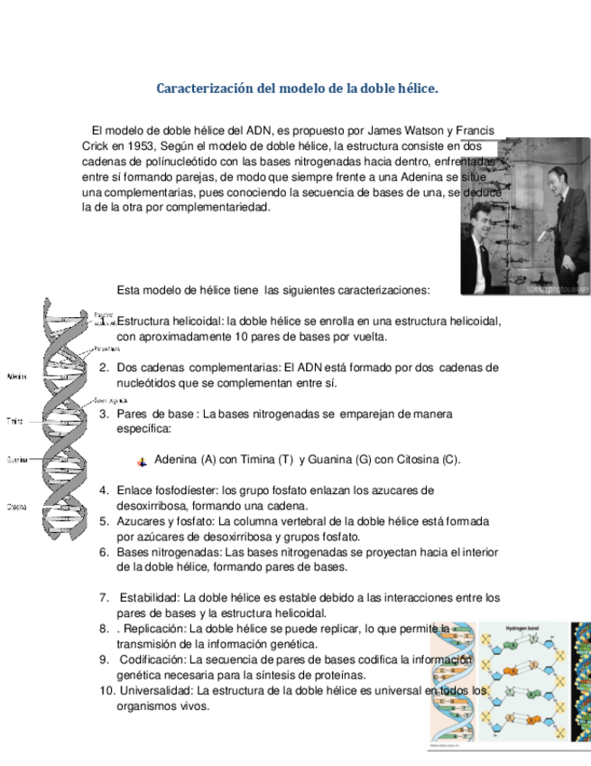 Miniatura del documento Caracterizacion-del-modelo-de-la-doble-helice..pdf