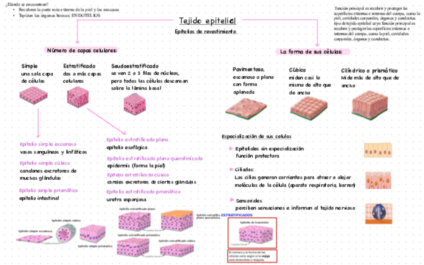 Miniatura del documento Tejidos.pdf