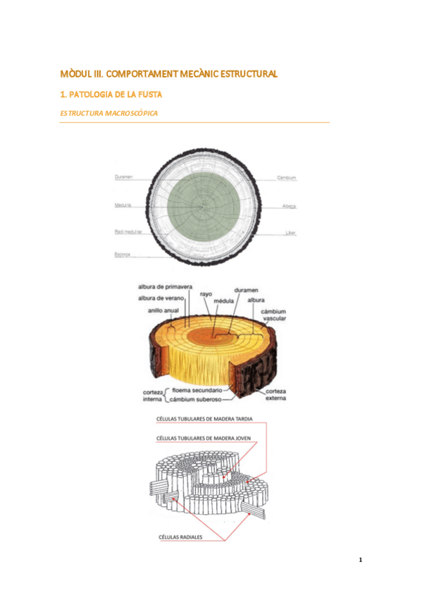 Miniatura del documento MODUL-III-Patologia-de-la-fusta.pdf