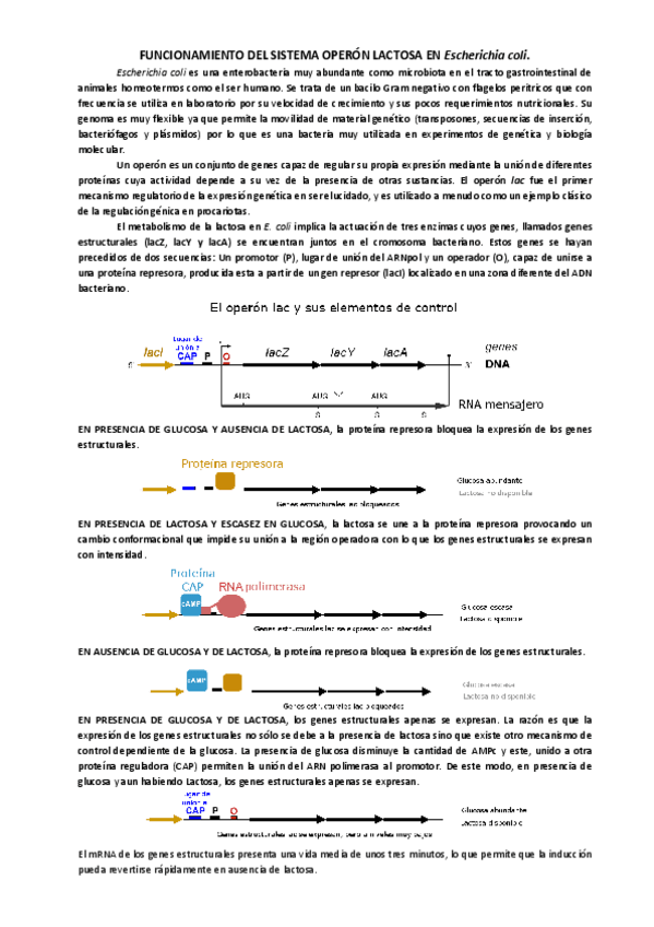 Miniatura del documento Operon-lactosa.pdf