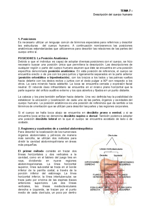 Miniatura del documento Apuntes-estructura-del-cuerpo-humano.pdf