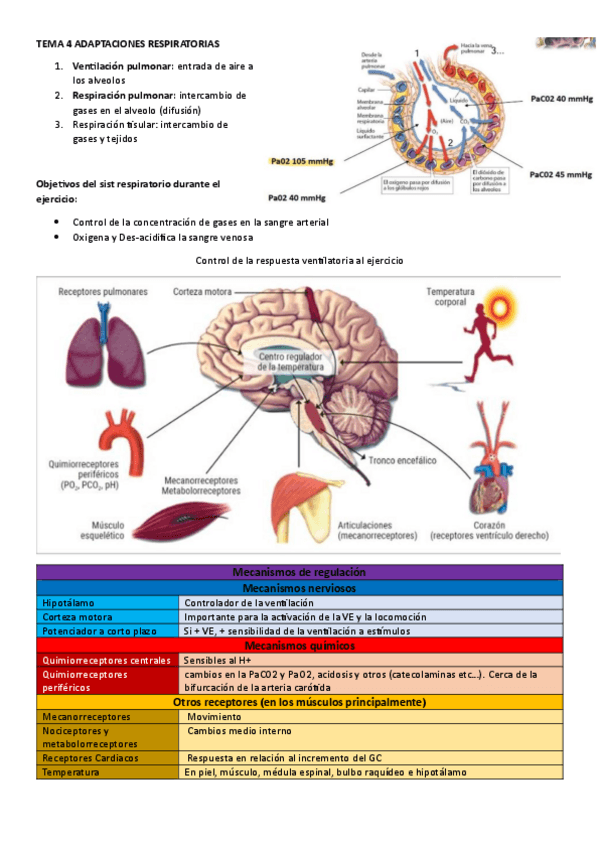 Miniatura del documento 4-Adaptaciones-cardiorrespiratorias.pdf