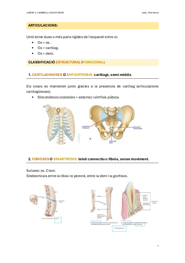 Miniatura del documento ANATOMIA-UNITAT-3.2.-ARTICULACIONS-I-LLIGAMENTS.pdf