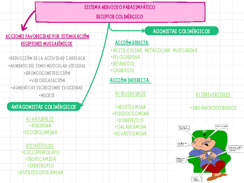 Miniatura del documento RESUMEN-DE-FARMACOS-COLINERGICOS.pdf
