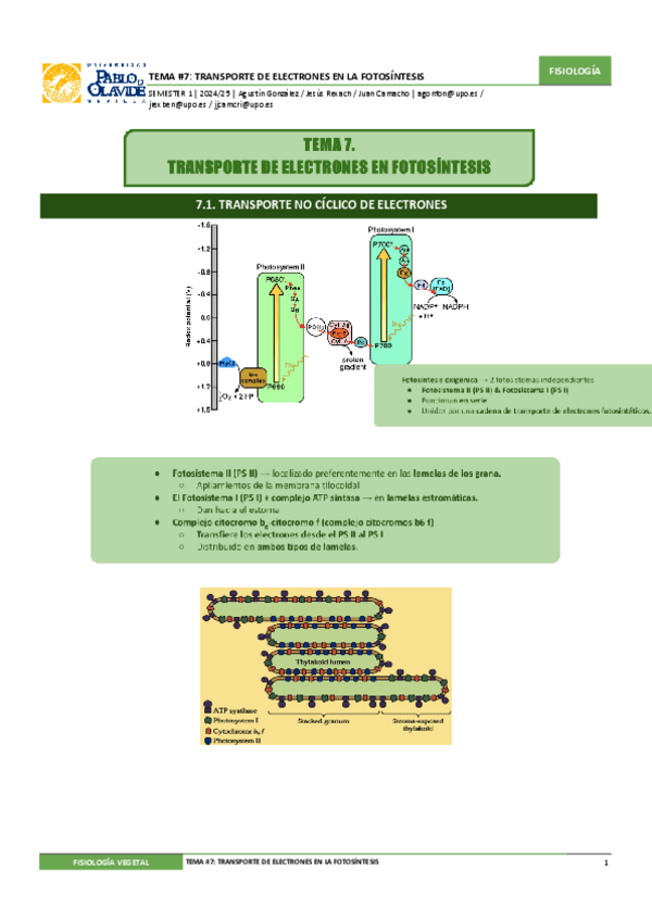 Miniatura del documento Tema-7.-Transporte-de-Electrones-en-la-Fotosintesis.pdf