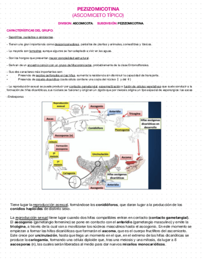 Miniatura del documento ciclos-parcial-1-hongos.pdf