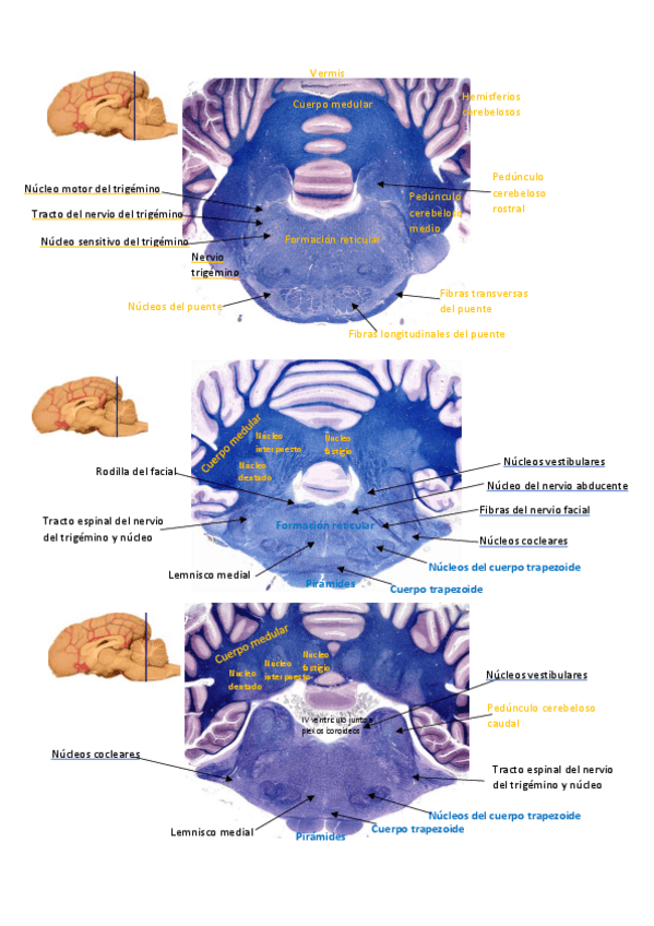 Miniatura del documento Cortes-del-encefalo-practica-4.pdf