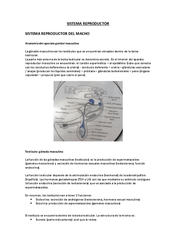 Miniatura del documento Sistema-reproductor.pdf