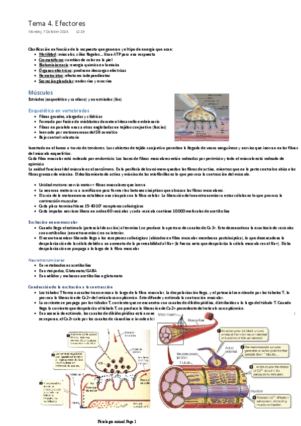 Miniatura del documento Tema-4.-Efectores.pdf