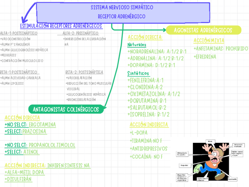 Miniatura del documento FARMACOS-ADRENERGICOS.pdf
