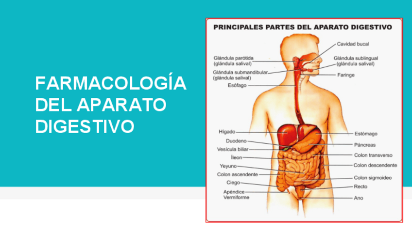 Miniatura del documento T.9-Aparato-digestivo.pdf